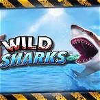 6 wild sharks slot